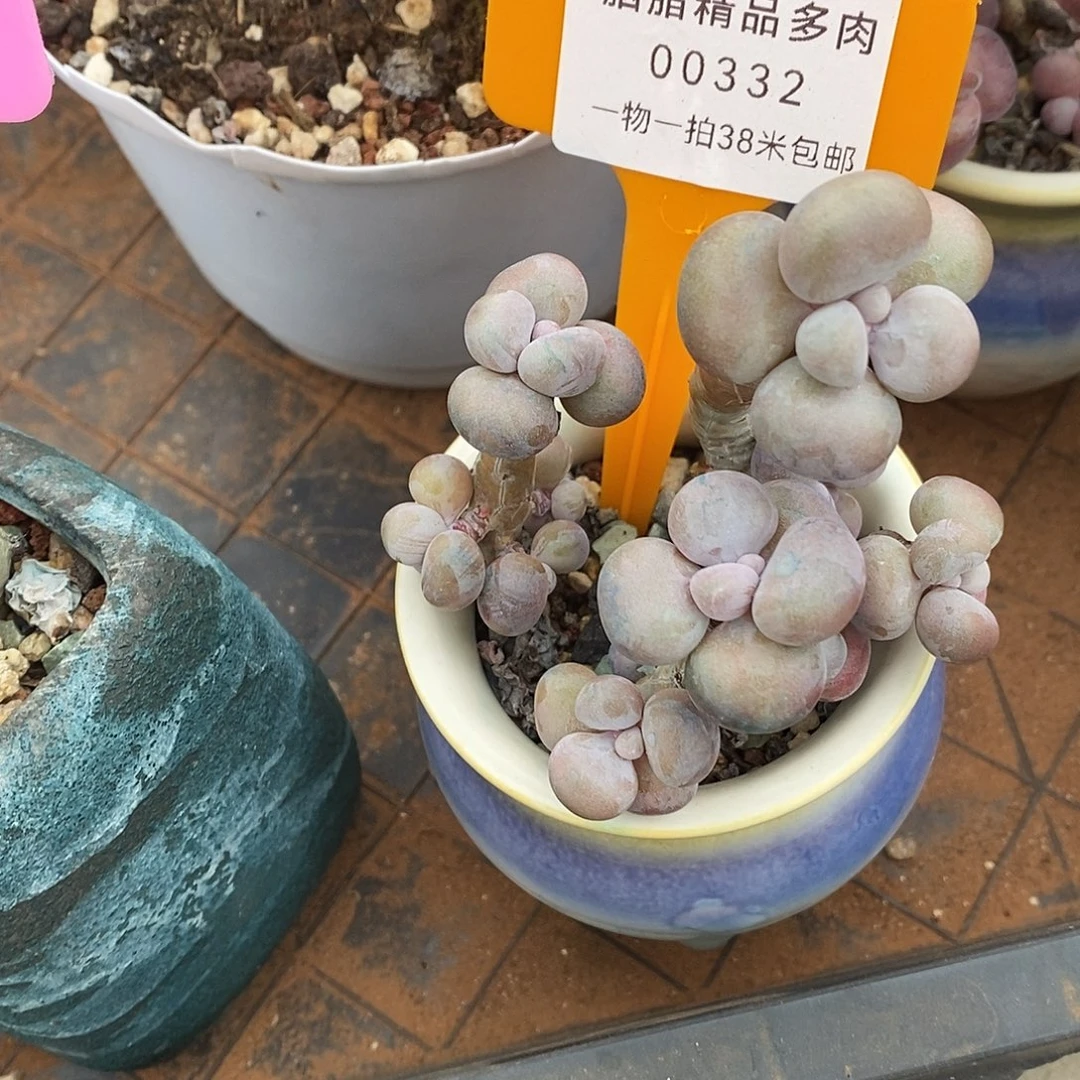 332图小卢偷摸我我呢