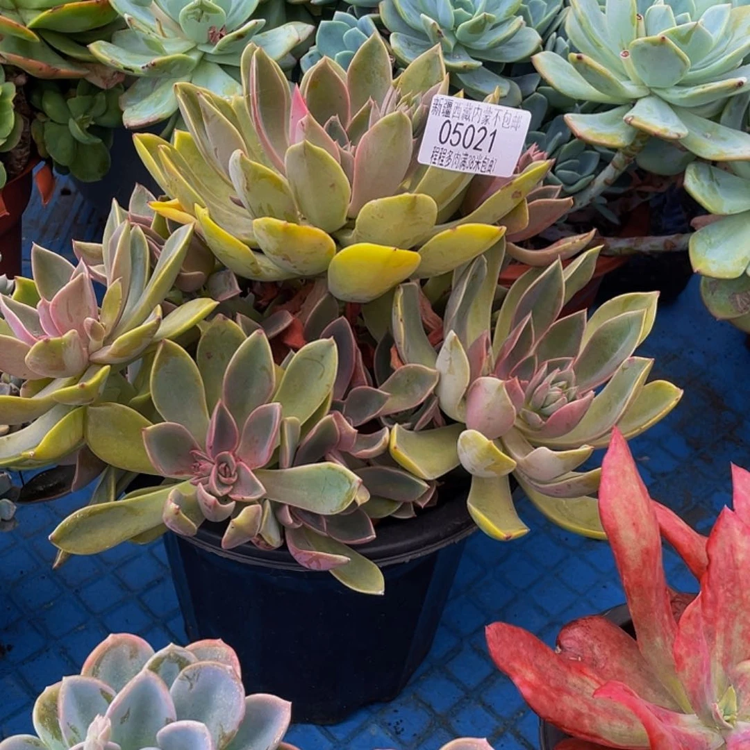 用****?紫气东来05021多肉肉