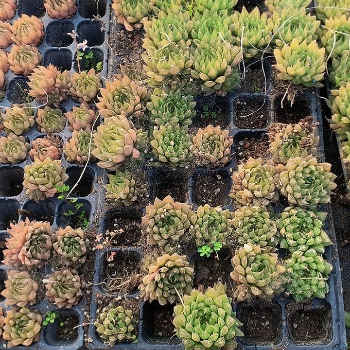 三角琉璃10个，000000