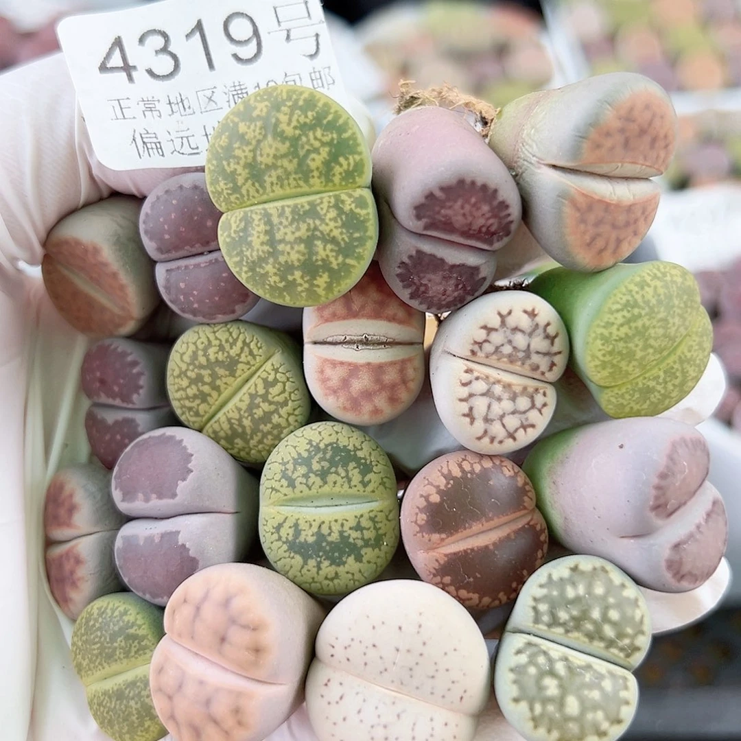 4319 好养易活生石花大母本19个