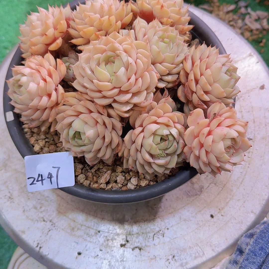 ?*2447本巴多肉植物