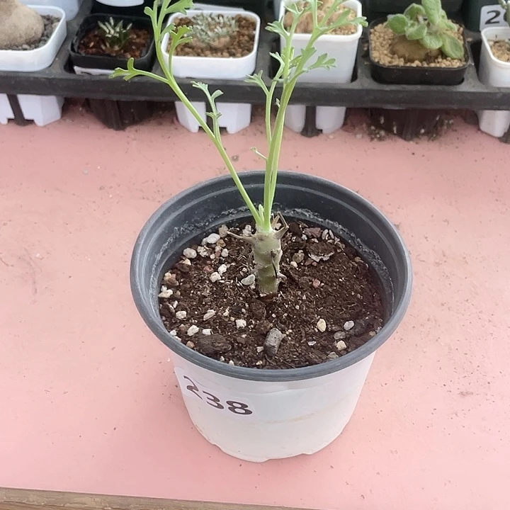 238香水杨葵块根，
