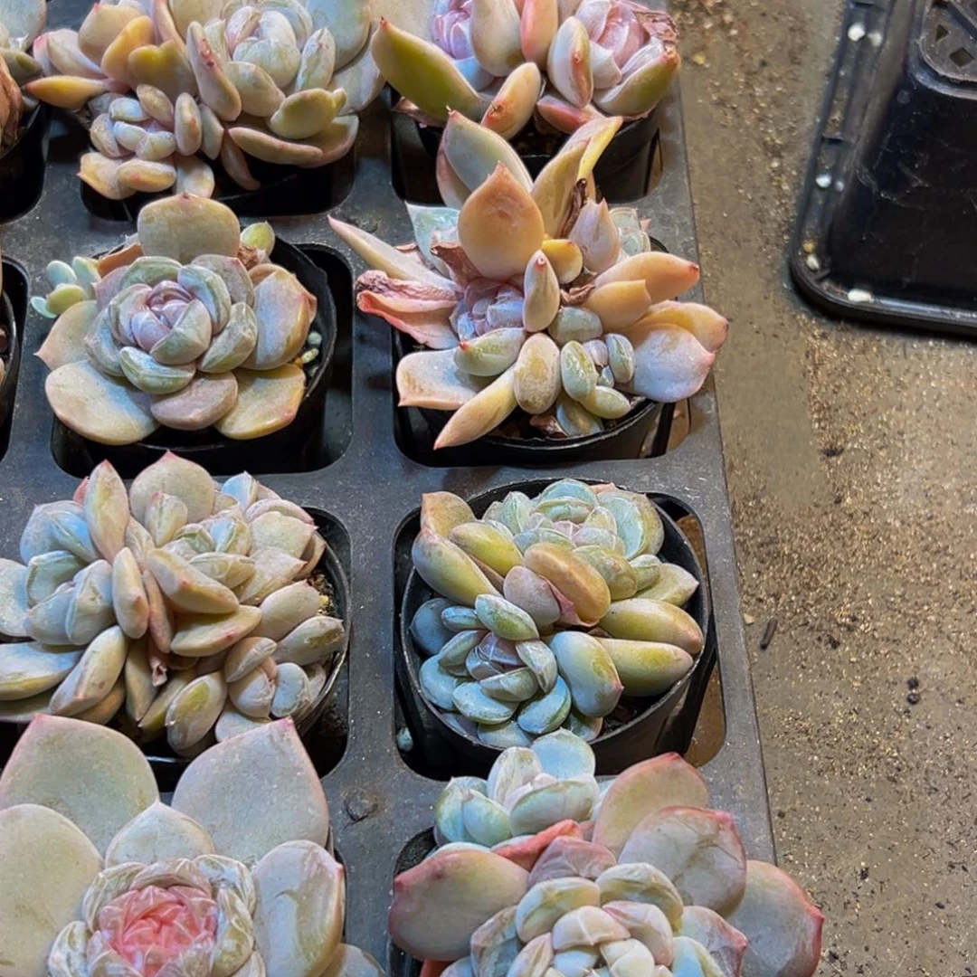 ꕥ***࿐060多肉葡萄的价格是多少啊