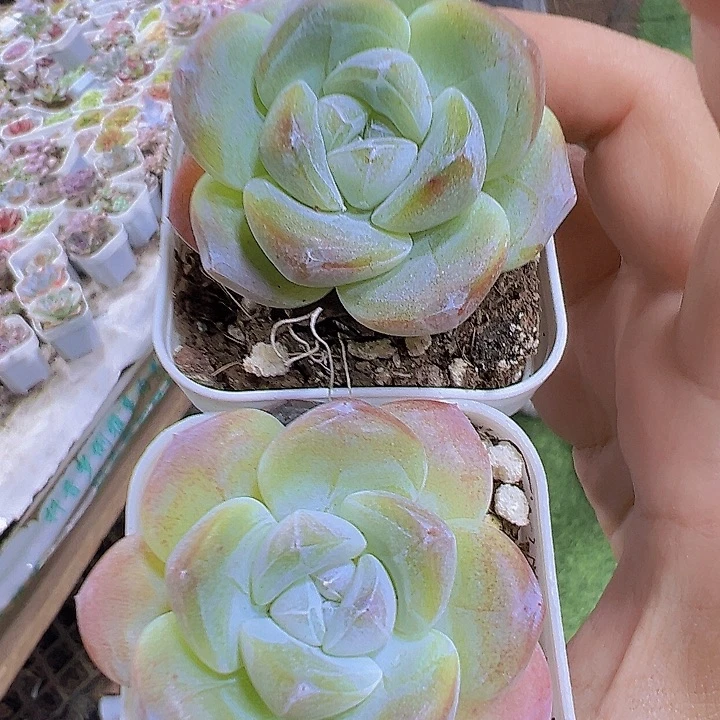 紫心冰玉2盆19包邮
