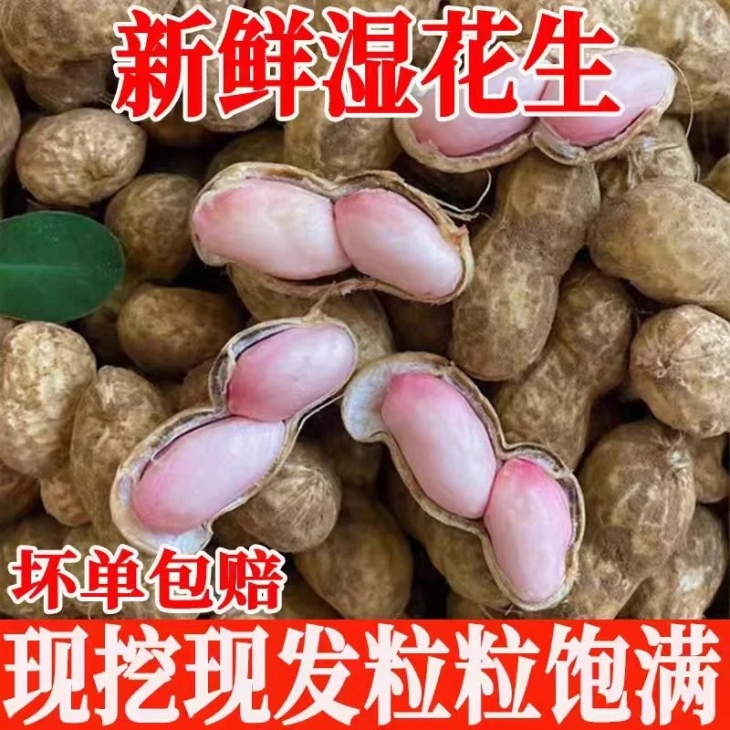 新鲜湿花生带壳 现挖红皮红衣花生新货花生可水煮xx