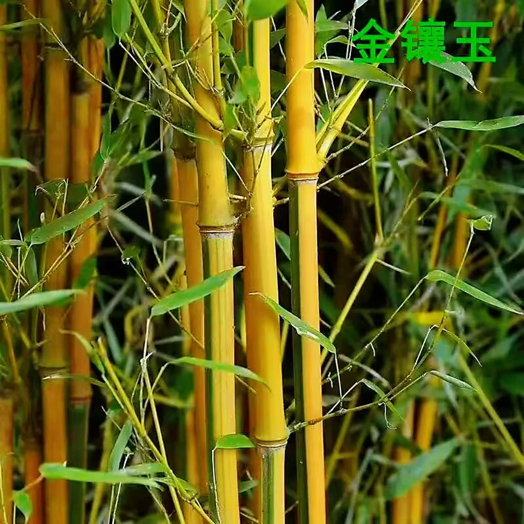 竹子苗庭院植物紫竹金镶玉黄金竹北方耐寒四季常青大型地栽青竹苗