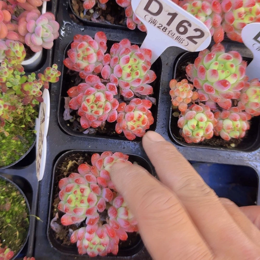 D162烂苹果一物一拍