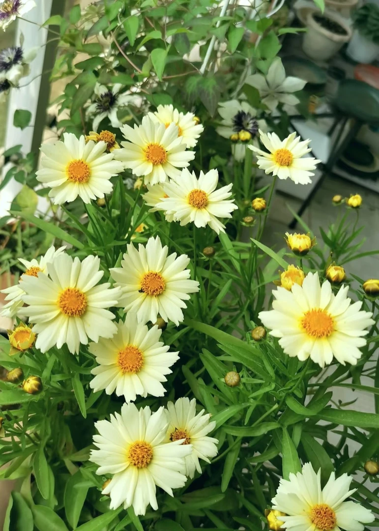 【1物1拍】金鸡菊小闹钟一加仑盆栽---耐热耐寒多年生宿根花镜植物