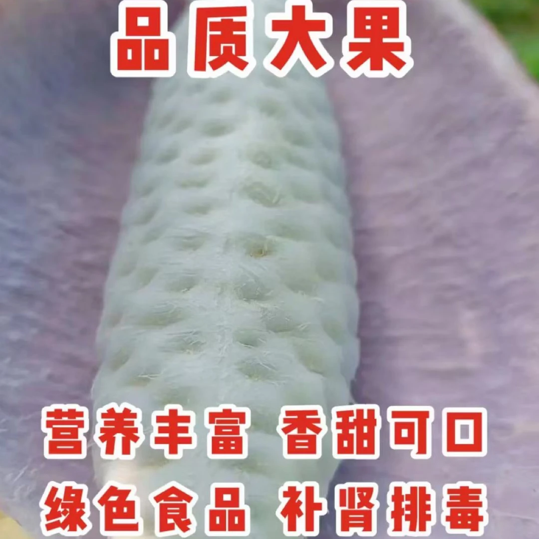 粤北大山种植八月瓜八月炸好吃软糯纯甜全身都是宝的水果营养丰富