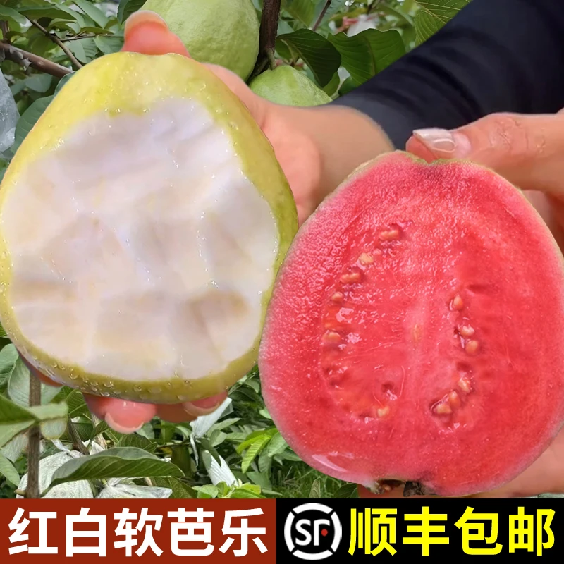 【红白混搭】顺丰包邮正宗软香芭乐应当季水果新鲜摘双拼广西番石榴