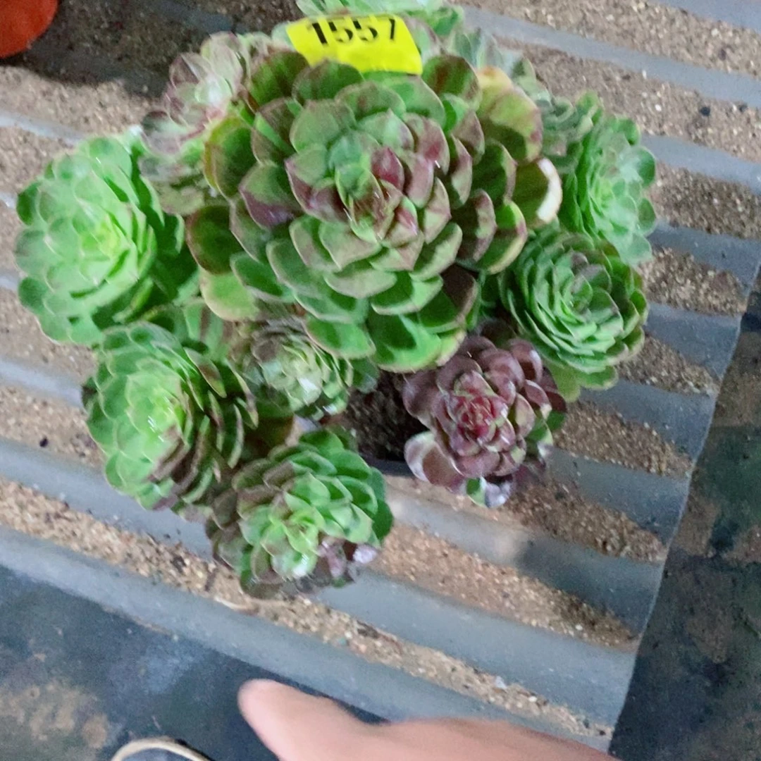 花月夜大老庄1557