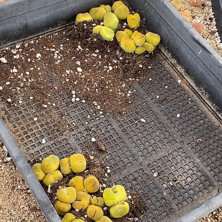 30571一组一堆黄色有伤