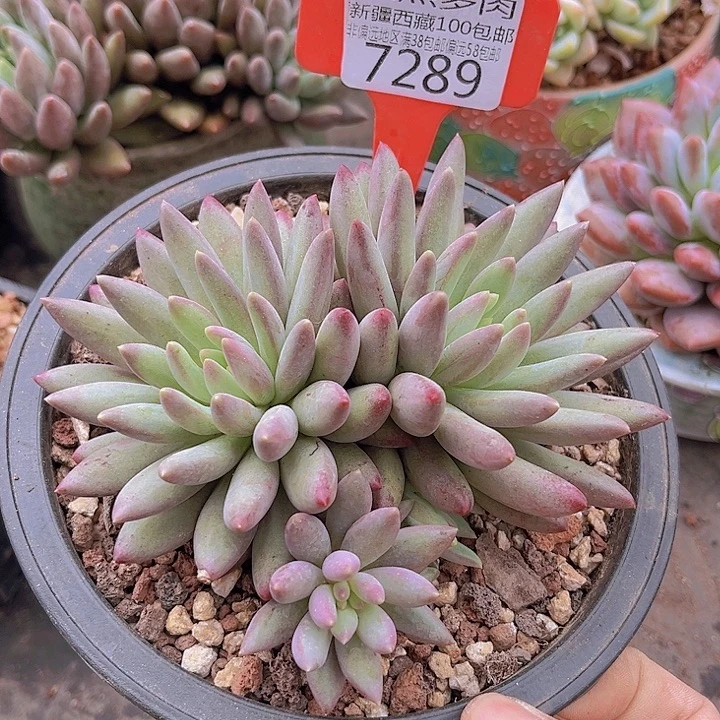 7289车厘子。