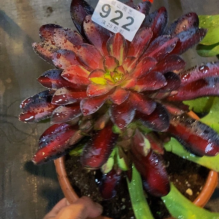 希*922号多肉植物满江红