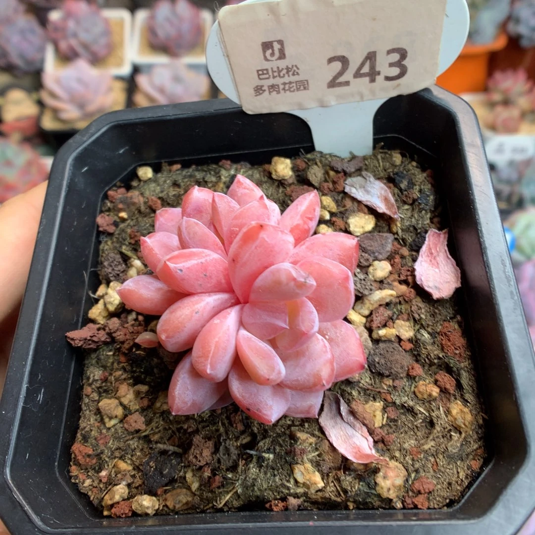 243双头雪天使多肉植物