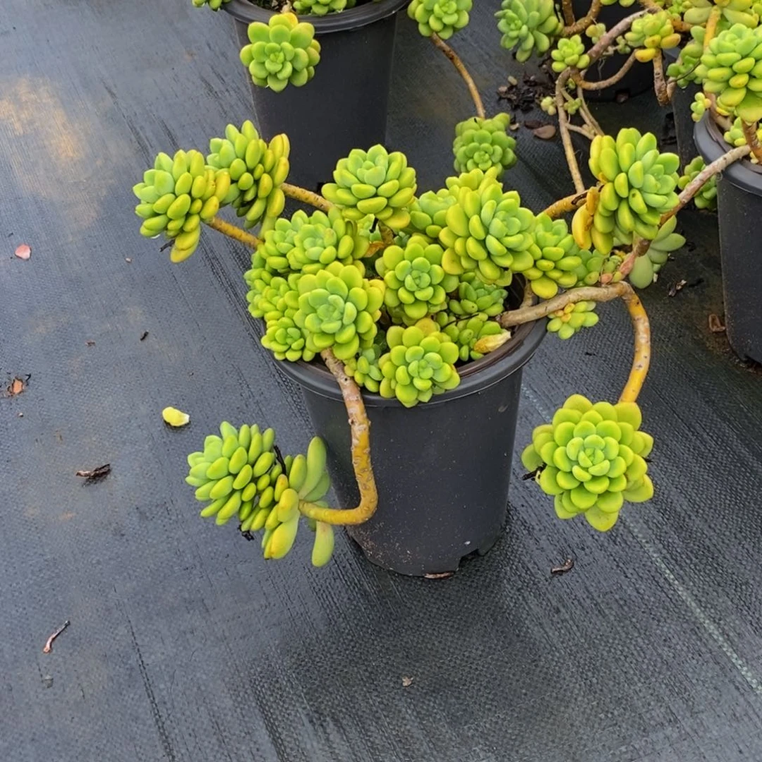阴*天48包邮一物一拍多肉植物