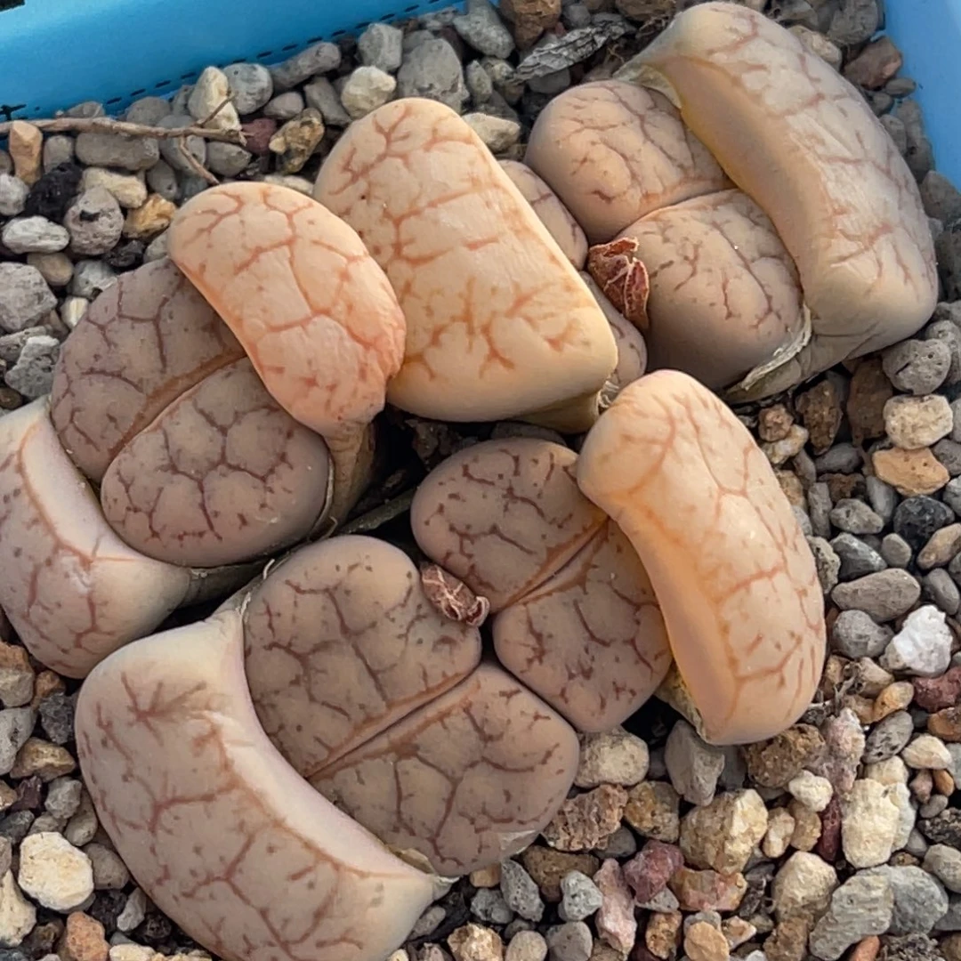 8810五头曲群生一颗