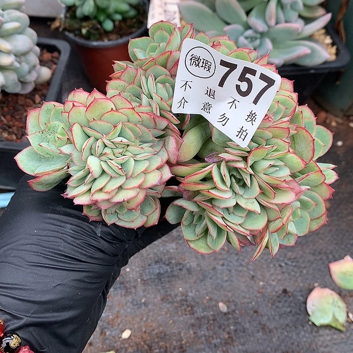 牡丹亭缀化 微瑕 非偏远38包邮节后发