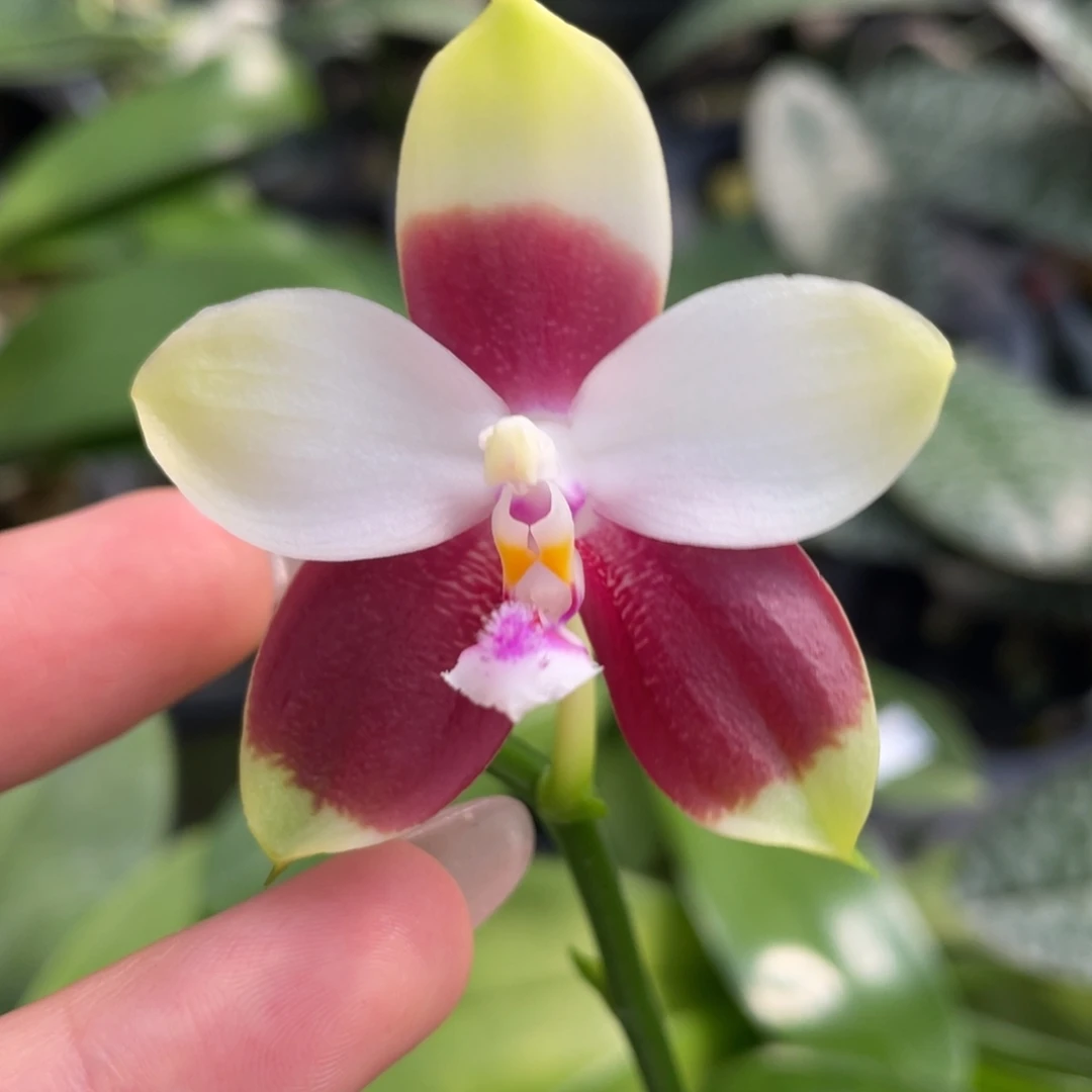 大部分花苞少量开放飞鹰交珍，浓香