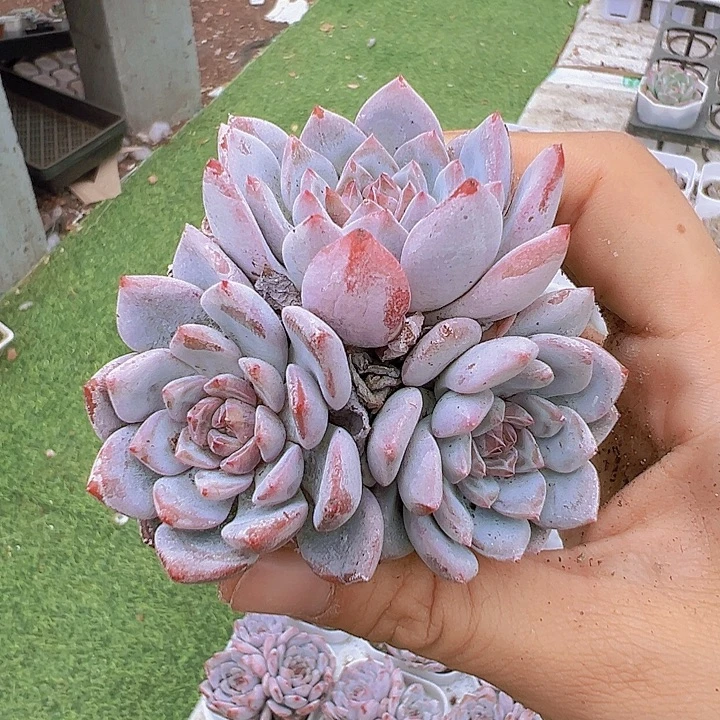 星星橙群19包邮多肉