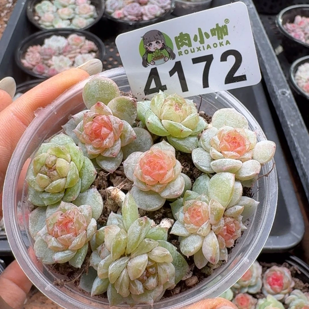 黎***号多肉植物多肉植物