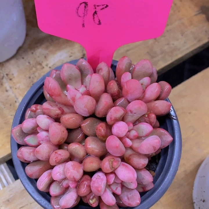 爽****?开心多肉植物多肉