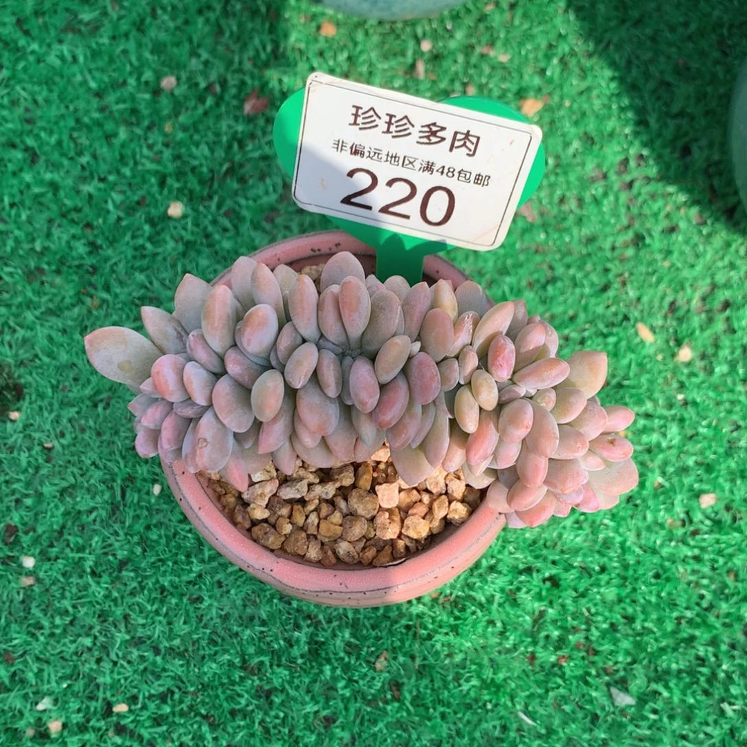 粉兔缀化一物一拍220