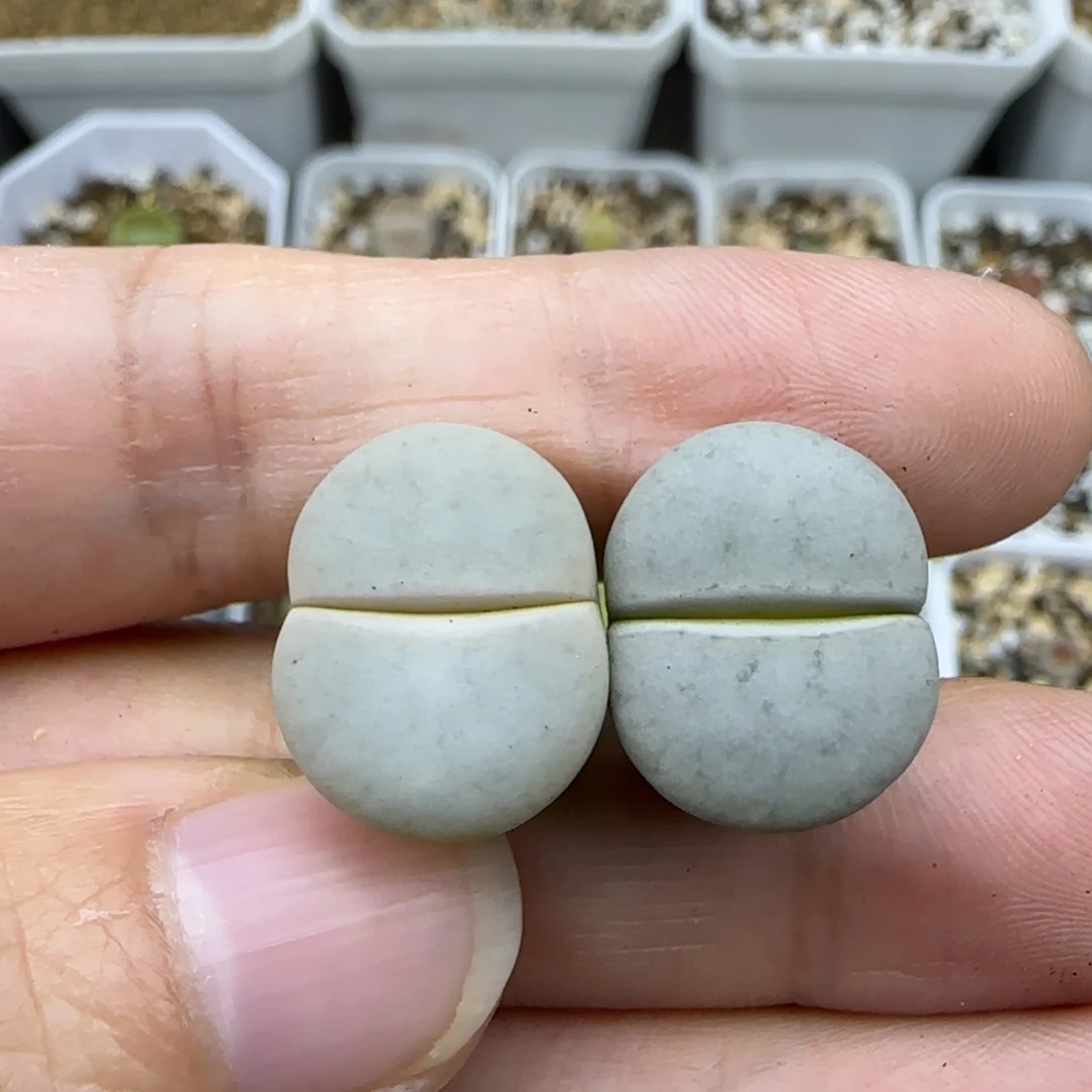 309c244 清框福利30包邮