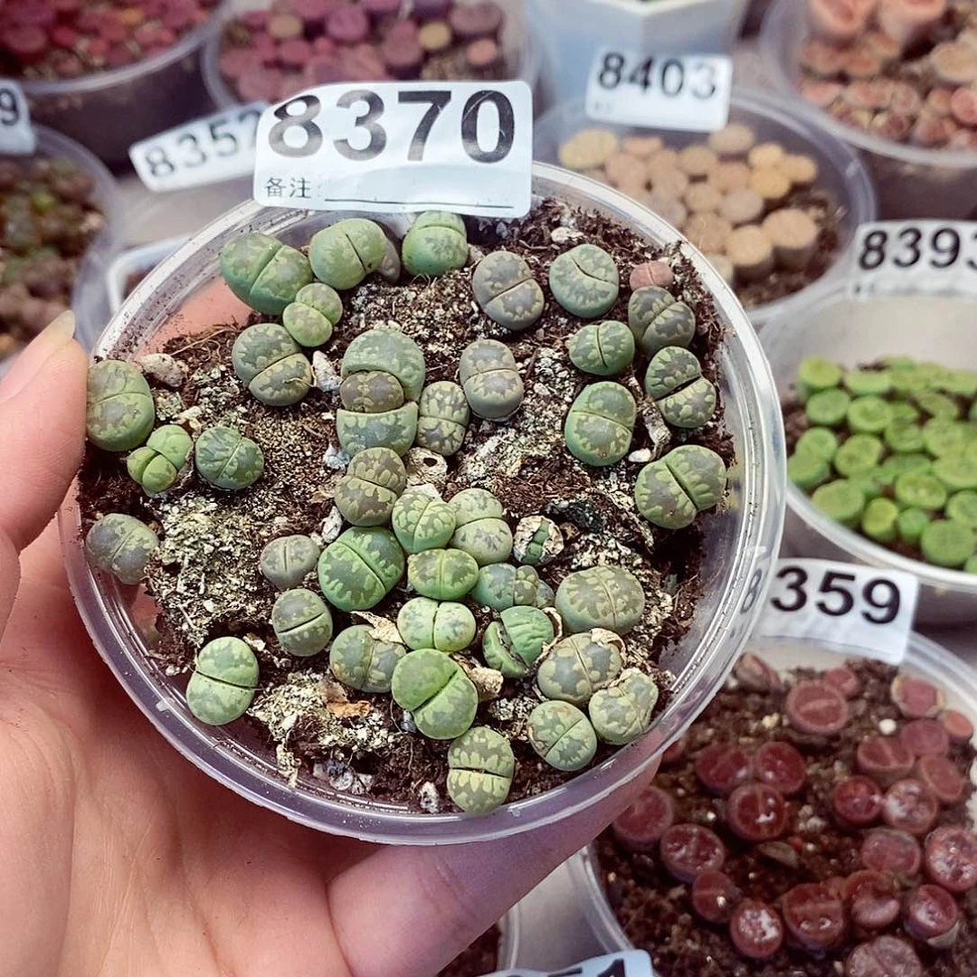 8370绿牙了啦啦啦啦