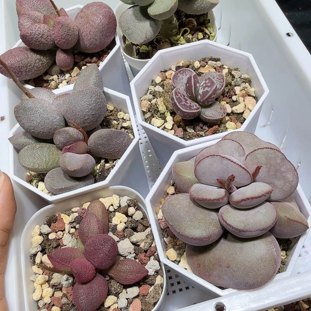 不***猫水泡多肉植物6颗