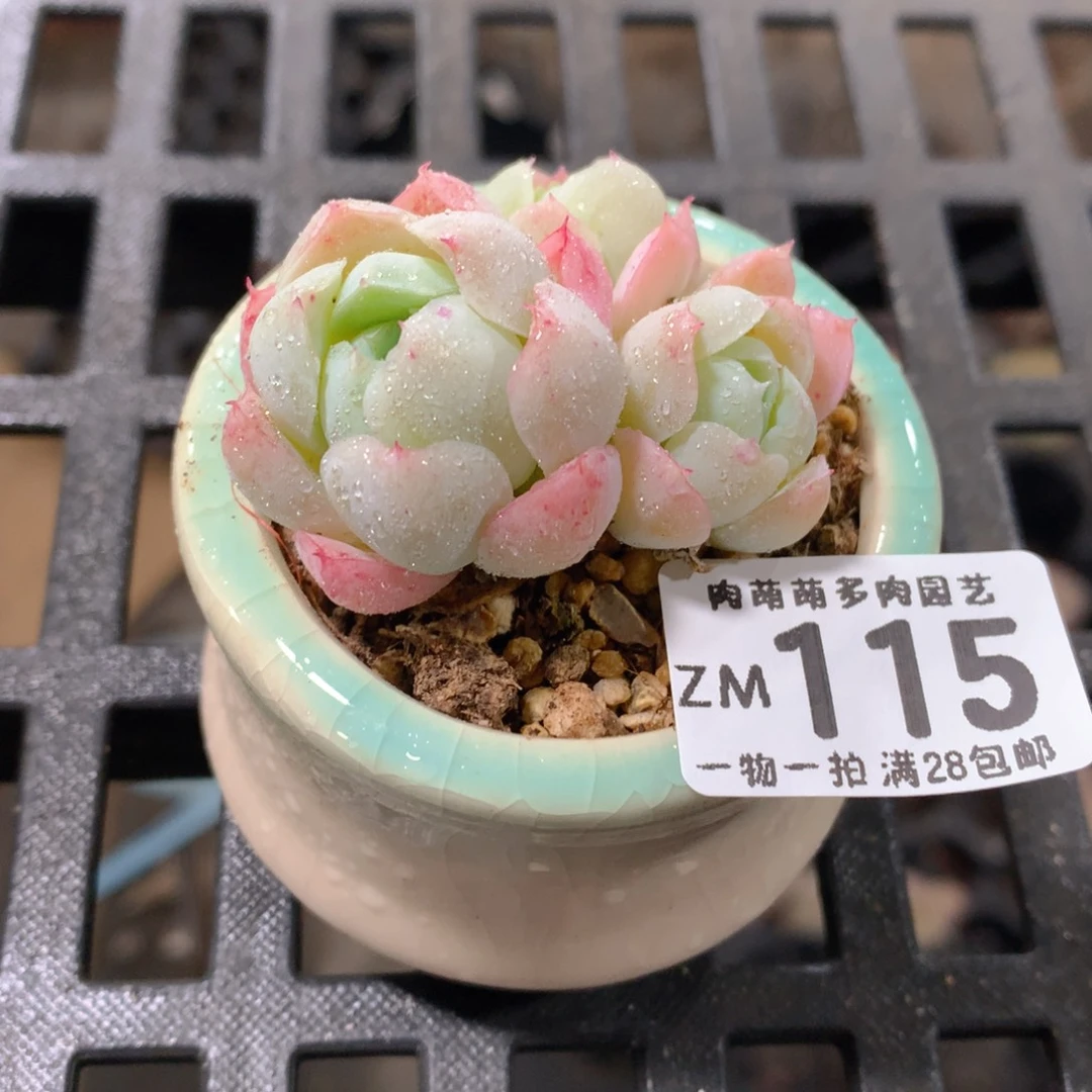 肉萌萌拇指盆精控多肉ZM115