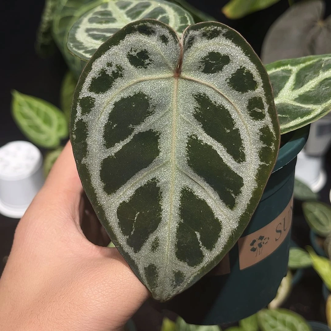 完全开放skg银杂skg银红