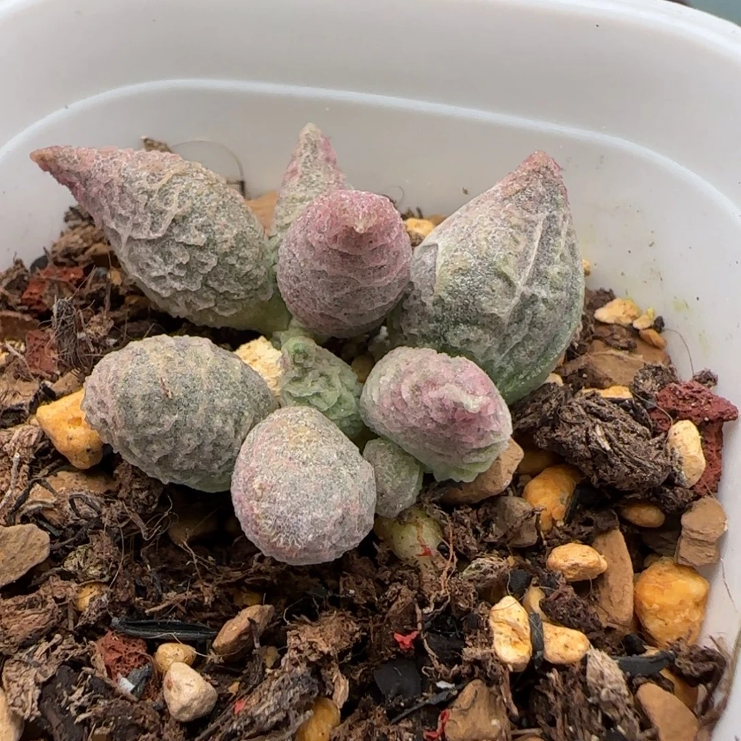 倒刺冰淇淋水泡多肉