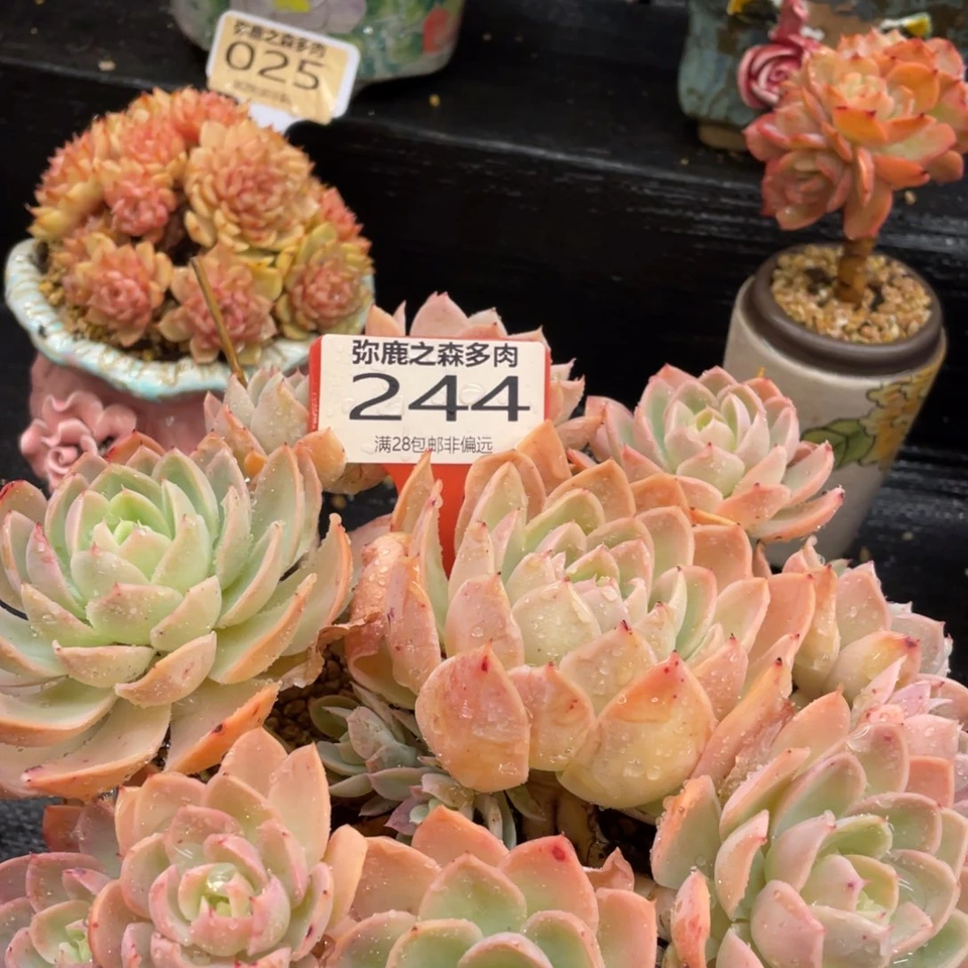 弥鹿之森一物一拍