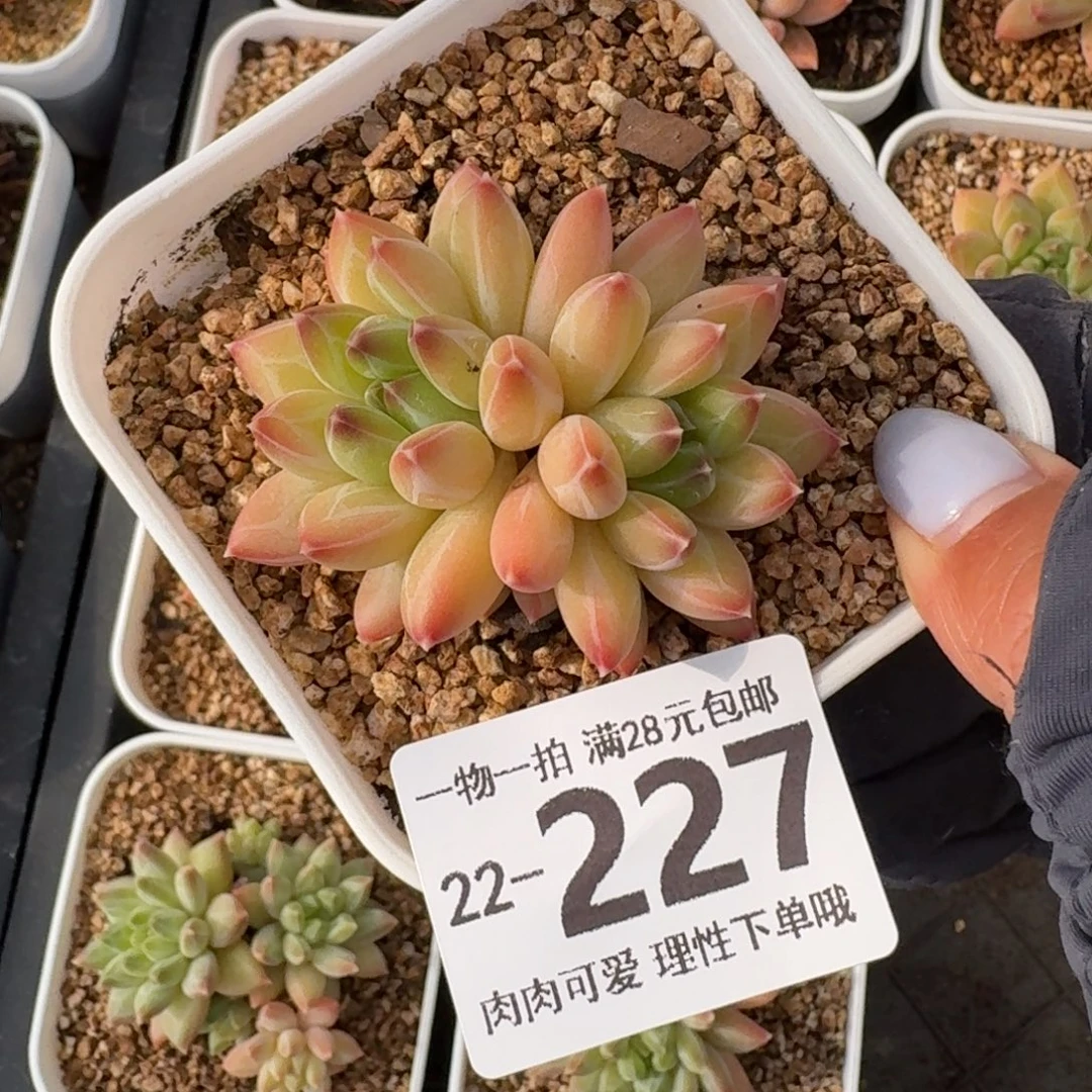 ＊***～胖体青花瓷无盆土发货