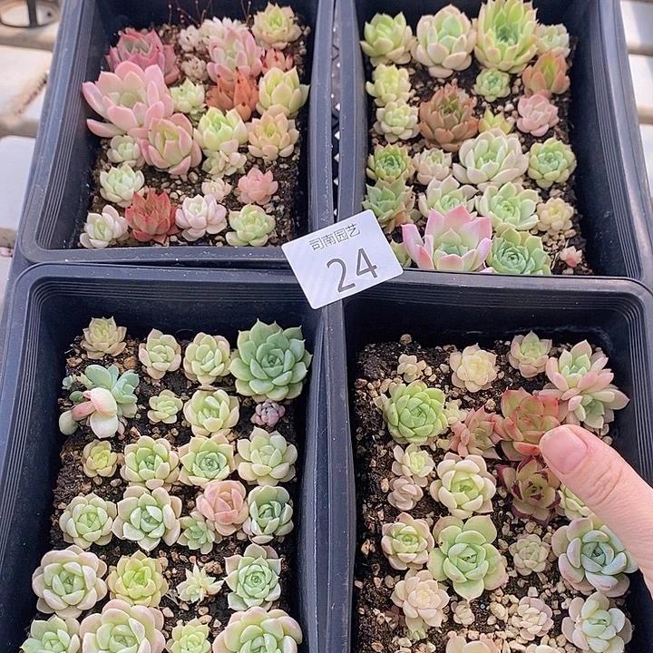 24 多肉植物盆栽花卉