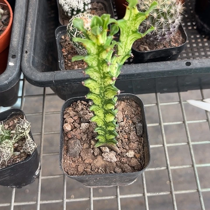 喵***酱我也不知道我为什么要