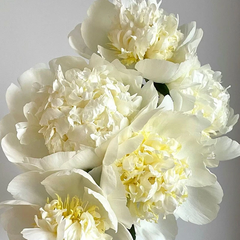 【婚礼派对-芍药花苗】重瓣芍药花苗带芽四季开花阳台庭院盆栽