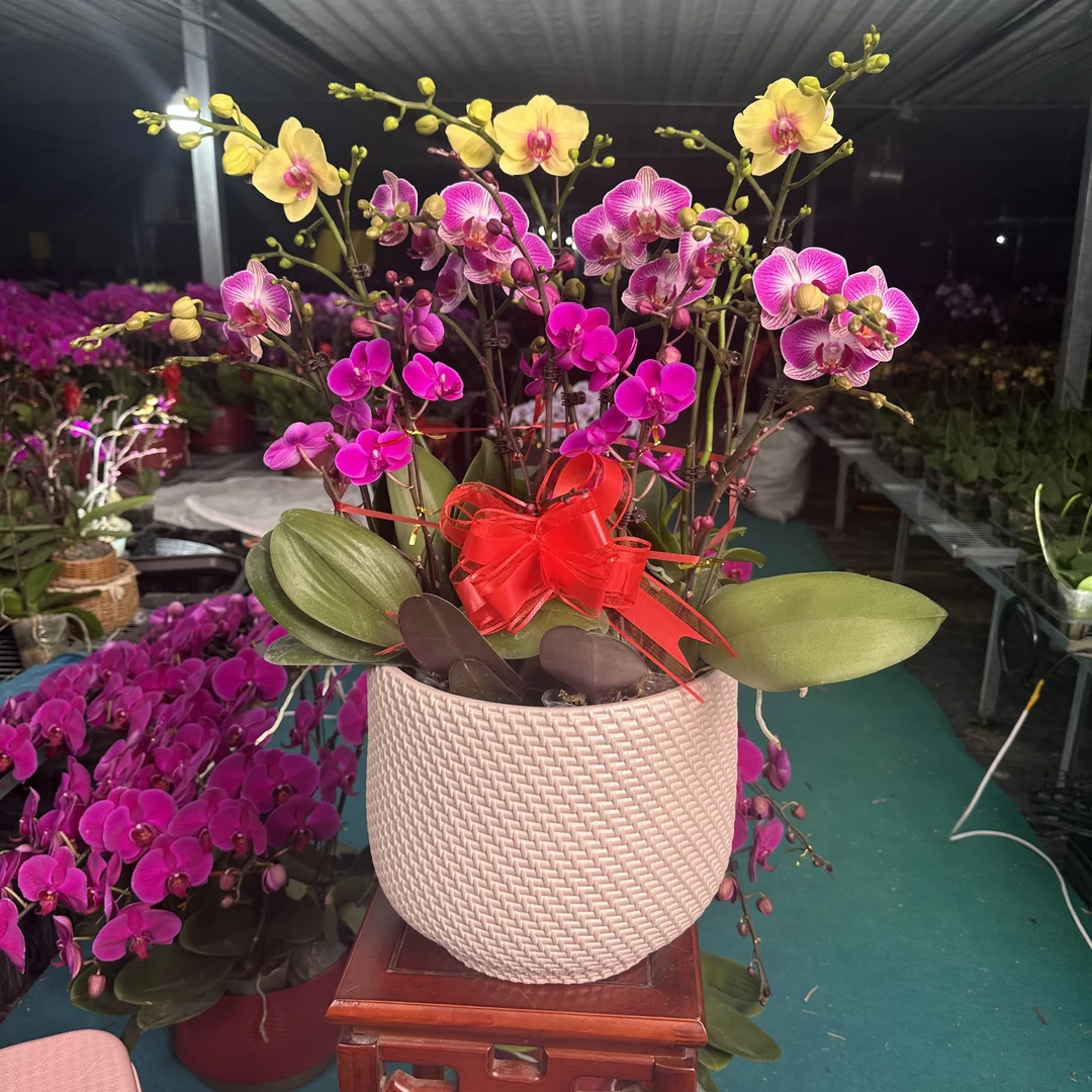 蝴蝶兰一物一拍组盆高档盆【山东省内发货】年宵花