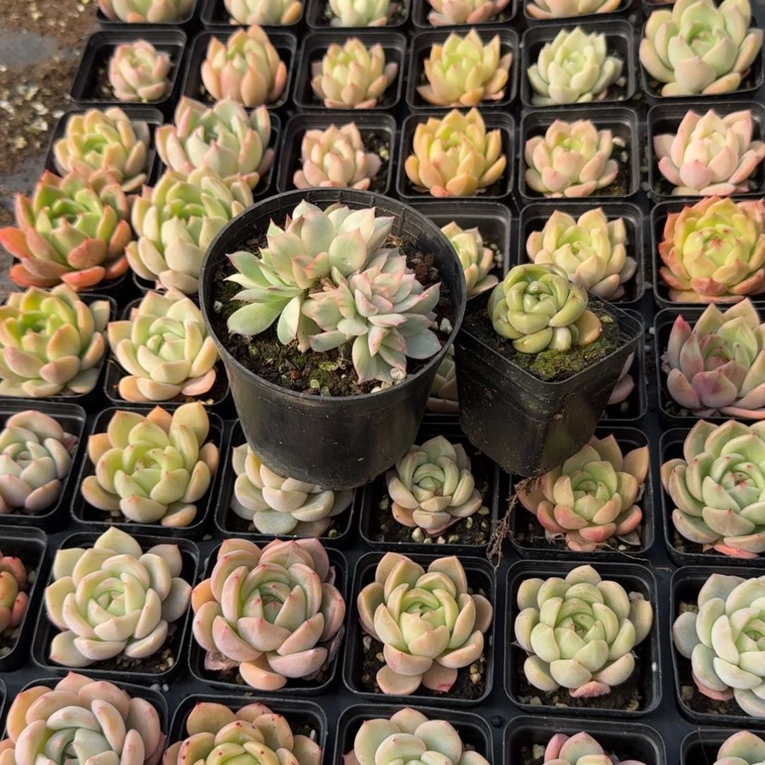 爱沙东云梦露杂交量拍15-185