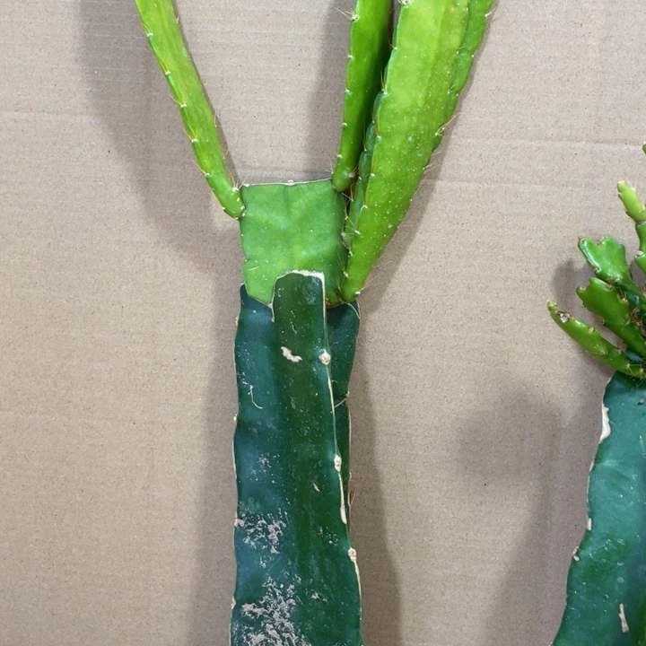 完全开放雨*石令箭荷花387