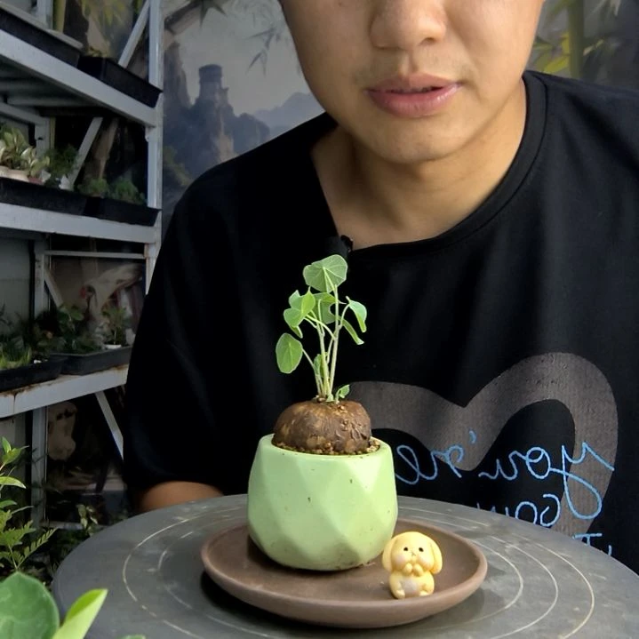 琼****物中青园艺一物一拍18