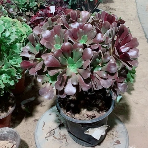 欧紫多肉植物法师27
