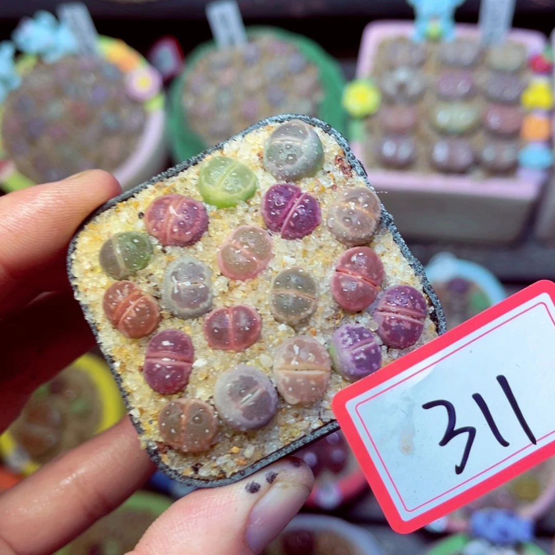 311生石花带盆发1