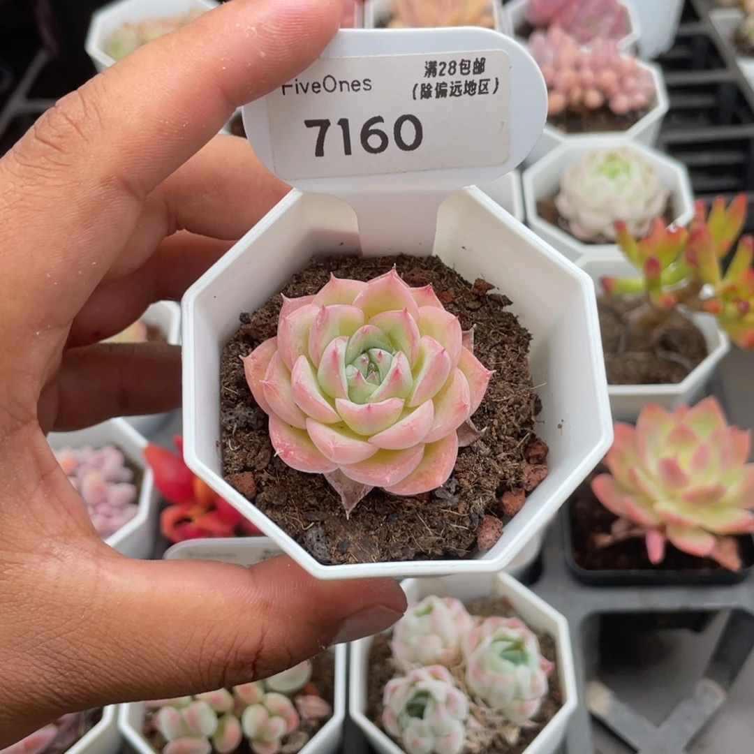 7160水晶玫瑰4.5厘米