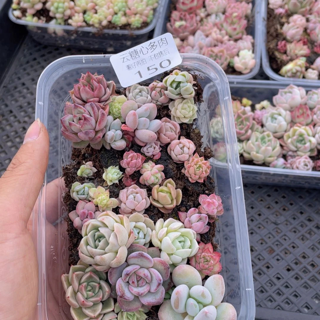 云糖心多肉植物150
