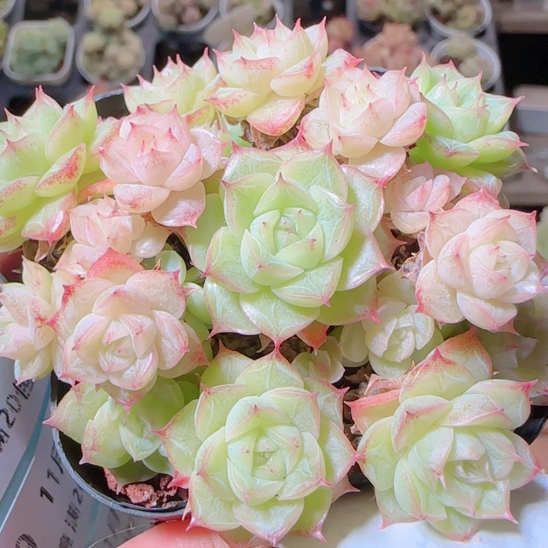 ****花语逸镜1105-373散