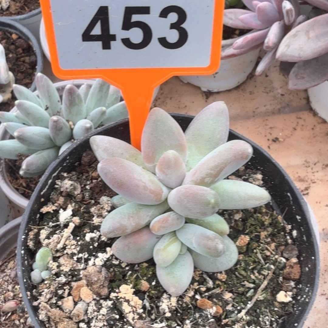 企鹅多肉植物453.