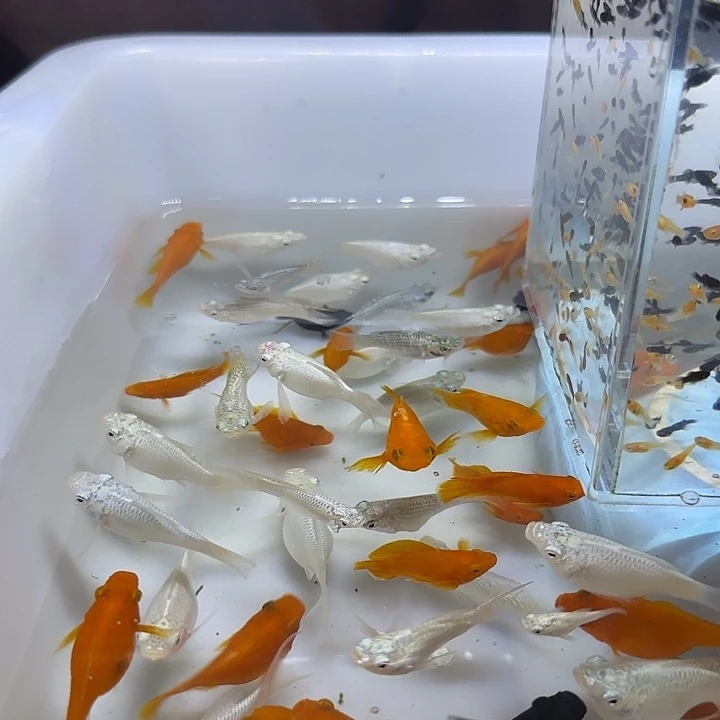 海水飘带一对白色种鱼