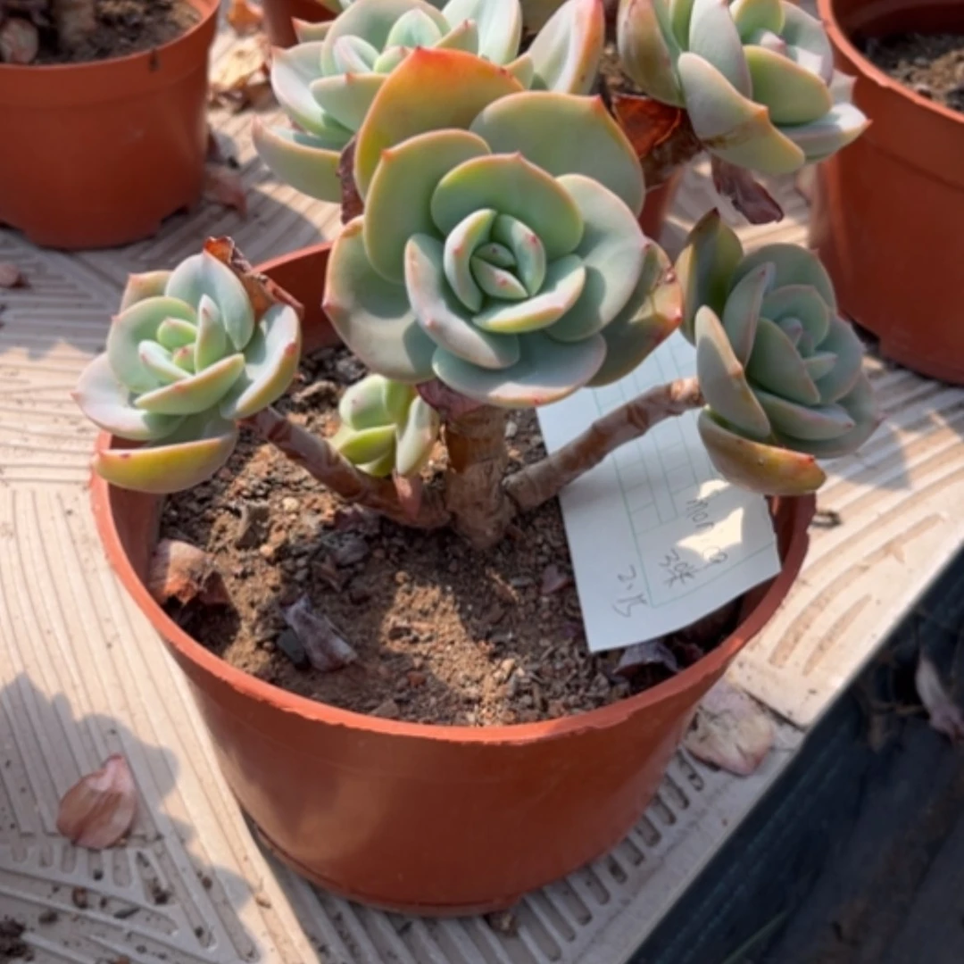 【闪购商品】M****a白凤